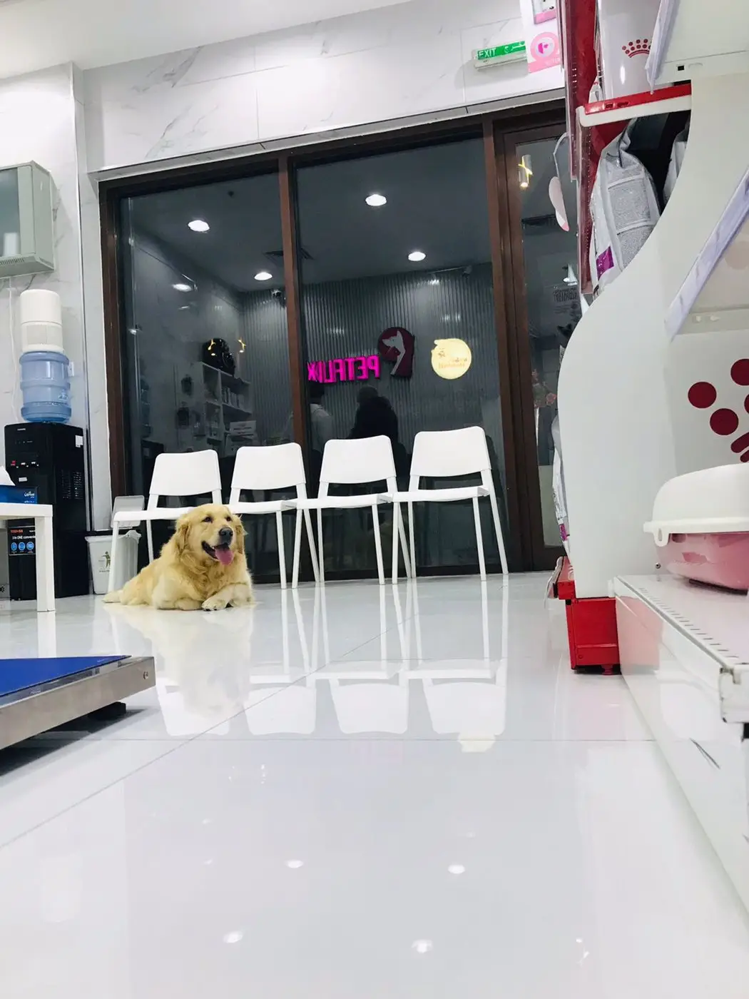 منطقة الانتظار ليلًا وكلب ذهبي يستريح على الأرض