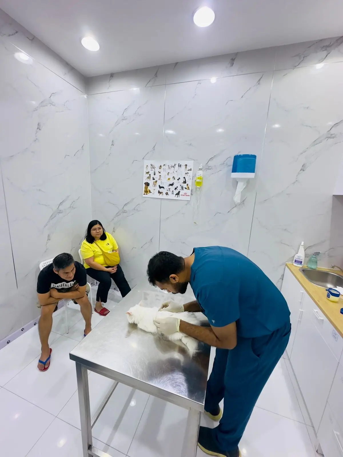 A Petflix vet in blue scrubs examines a white cat on a steel table while two owners sit and watch in the consulting room