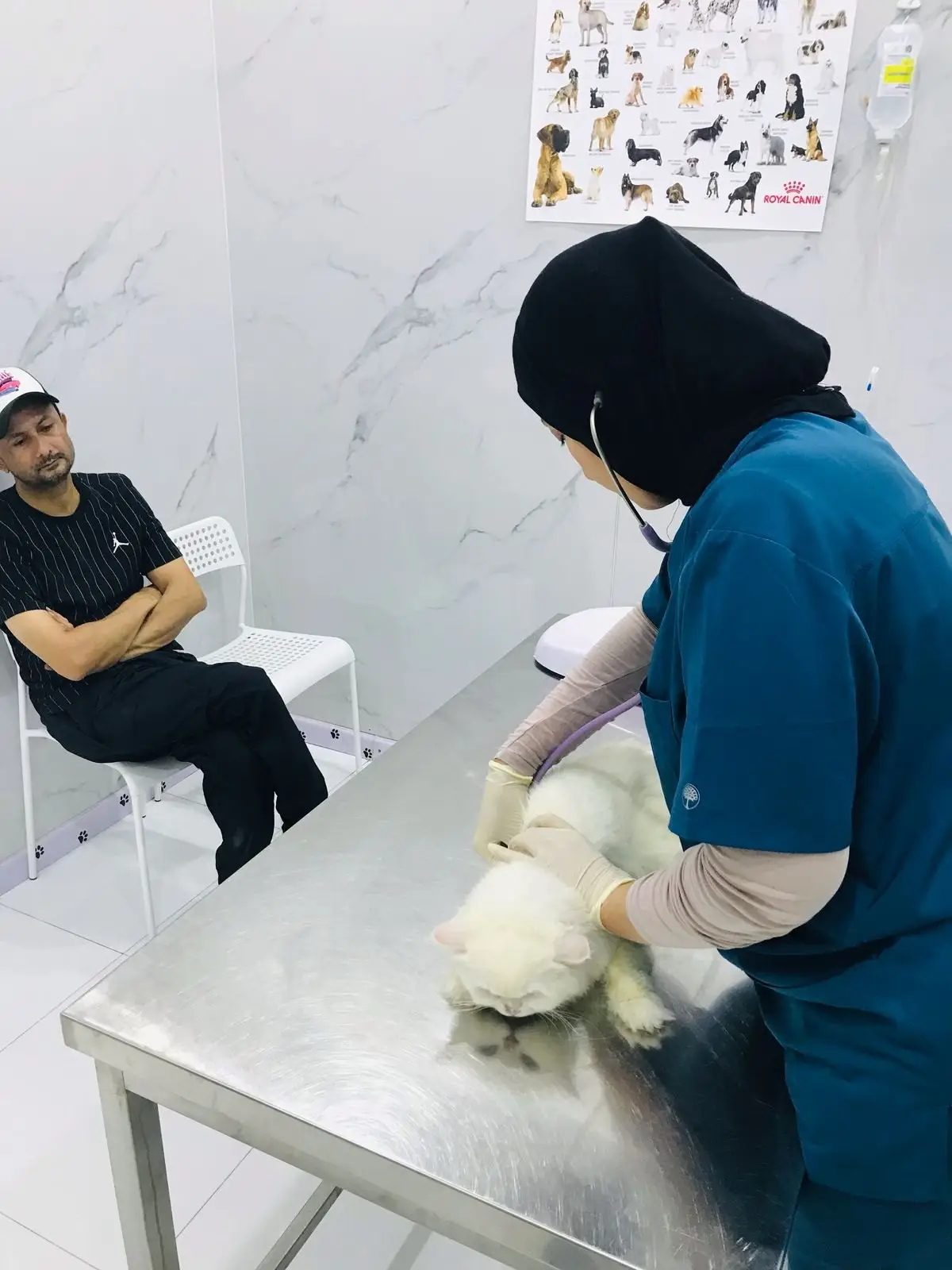 طبيبة تستمع إلى صدر قط أبيض بينما ينتظر صاحبه على كرسي بجوار الطاولة