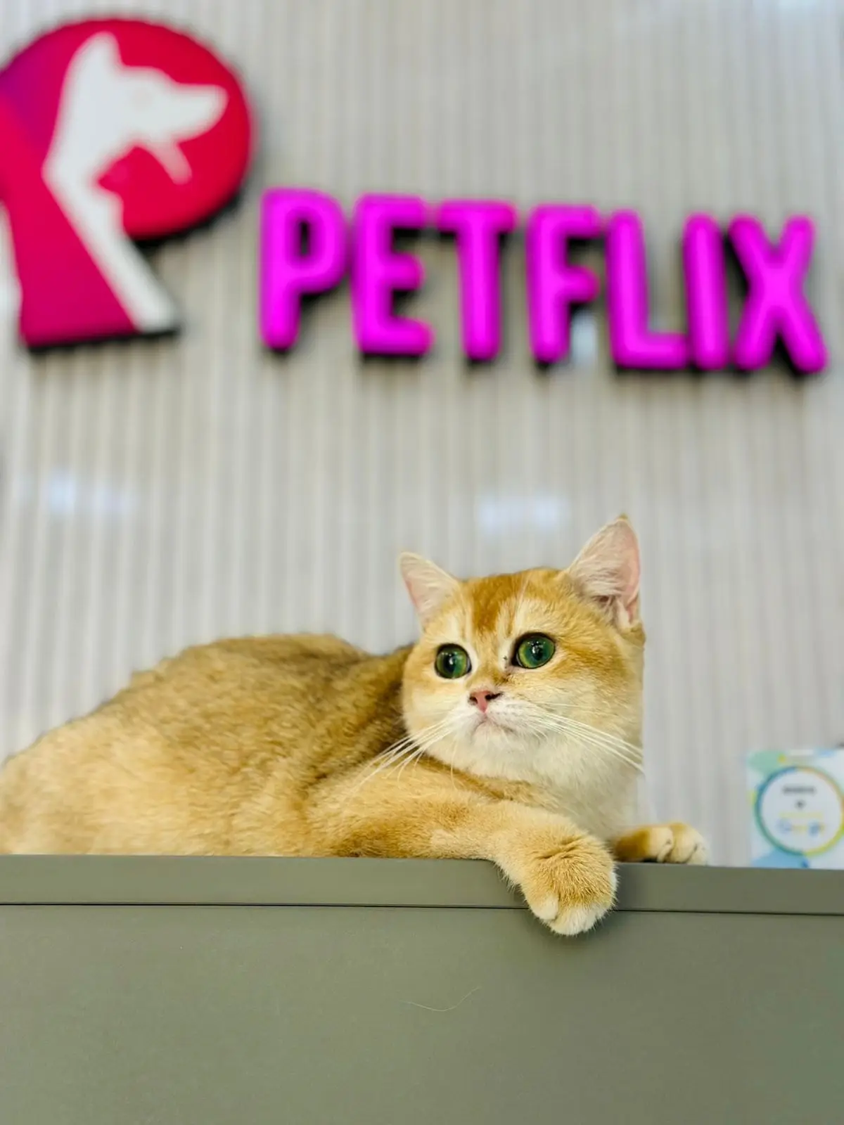A golden British Shorthair cat lies on the reception counter under the pink Petflix sign
