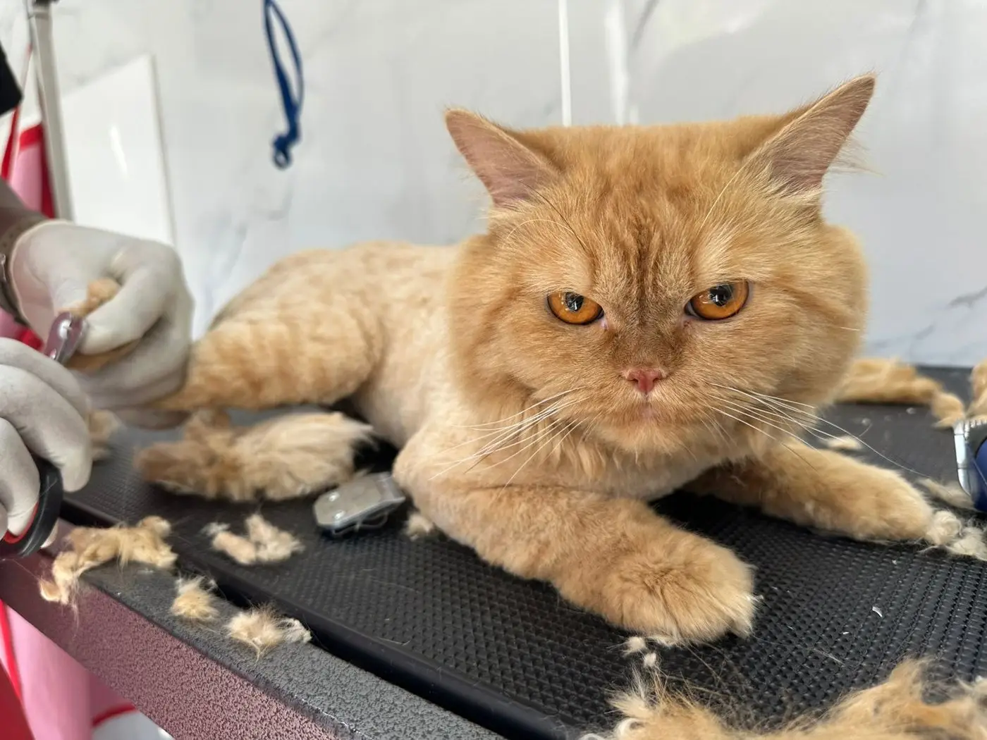 Ginger Persian cat lying on grooming table being clipped, fur around