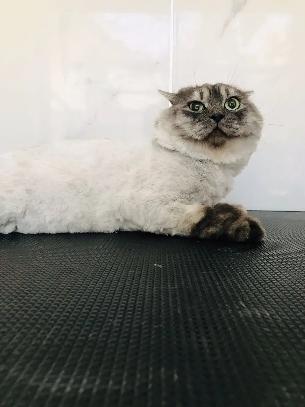 Persian cat with lion cut lying on grooming table, surprised face