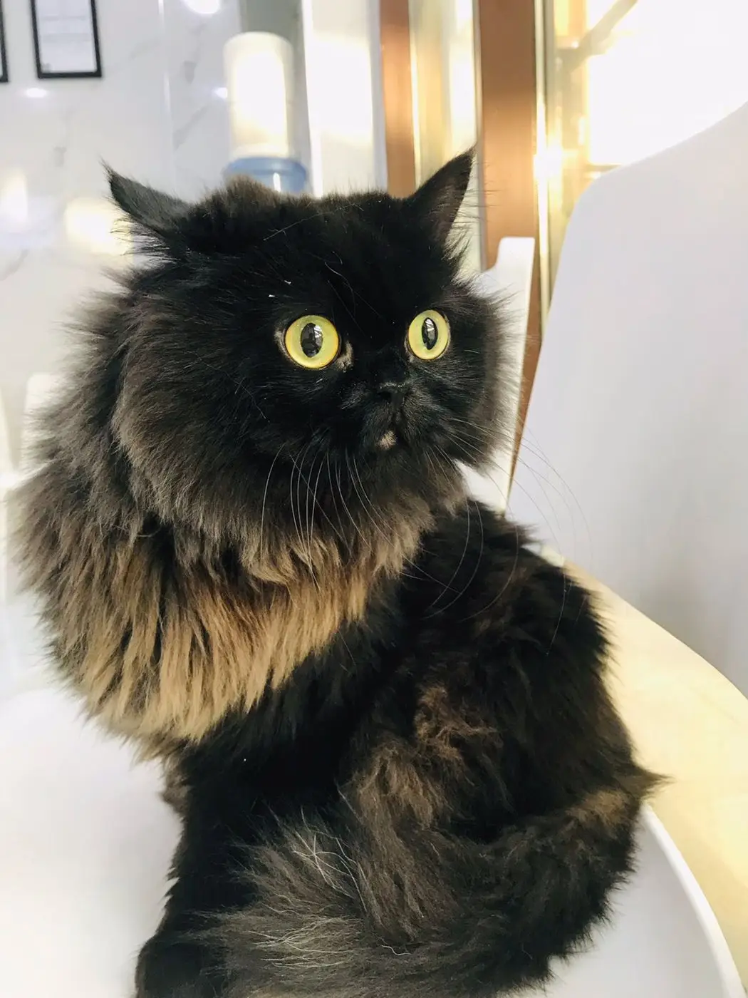 Black long-hair cat with yellow eyes on white chair