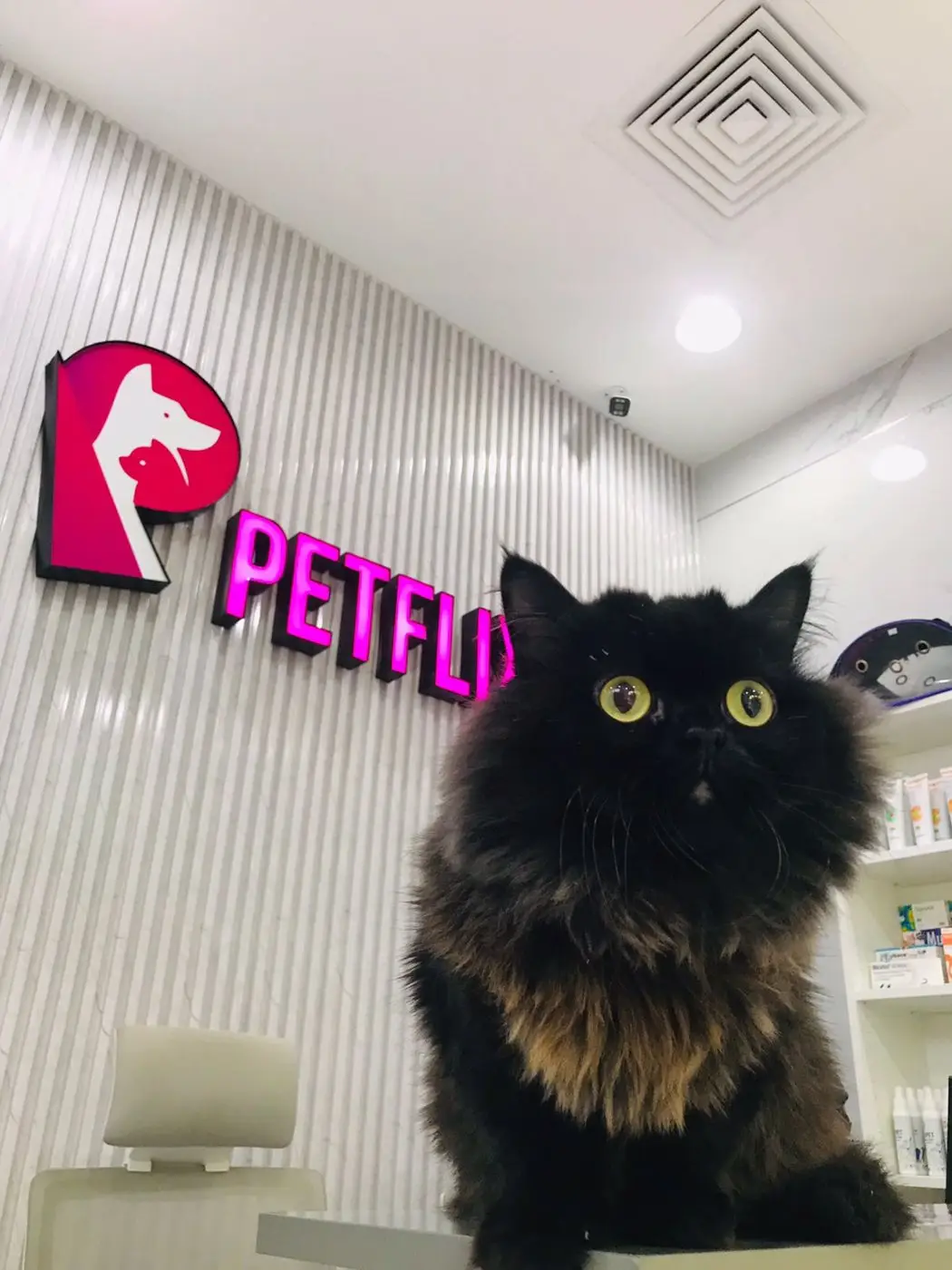 Black long-hair cat sitting in front of PETFLIX neon sign