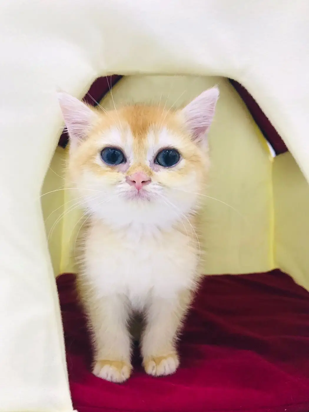 Ginger and white kitten sitting in a red and yellow pet bed