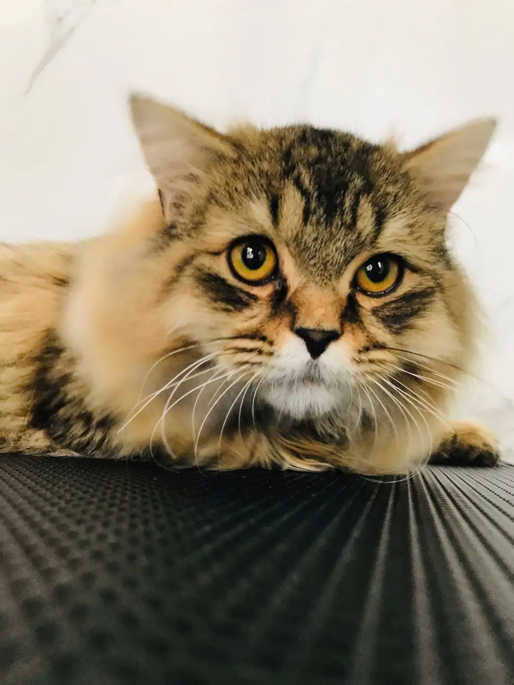 Brown tabby Persian cat close-up on grooming table