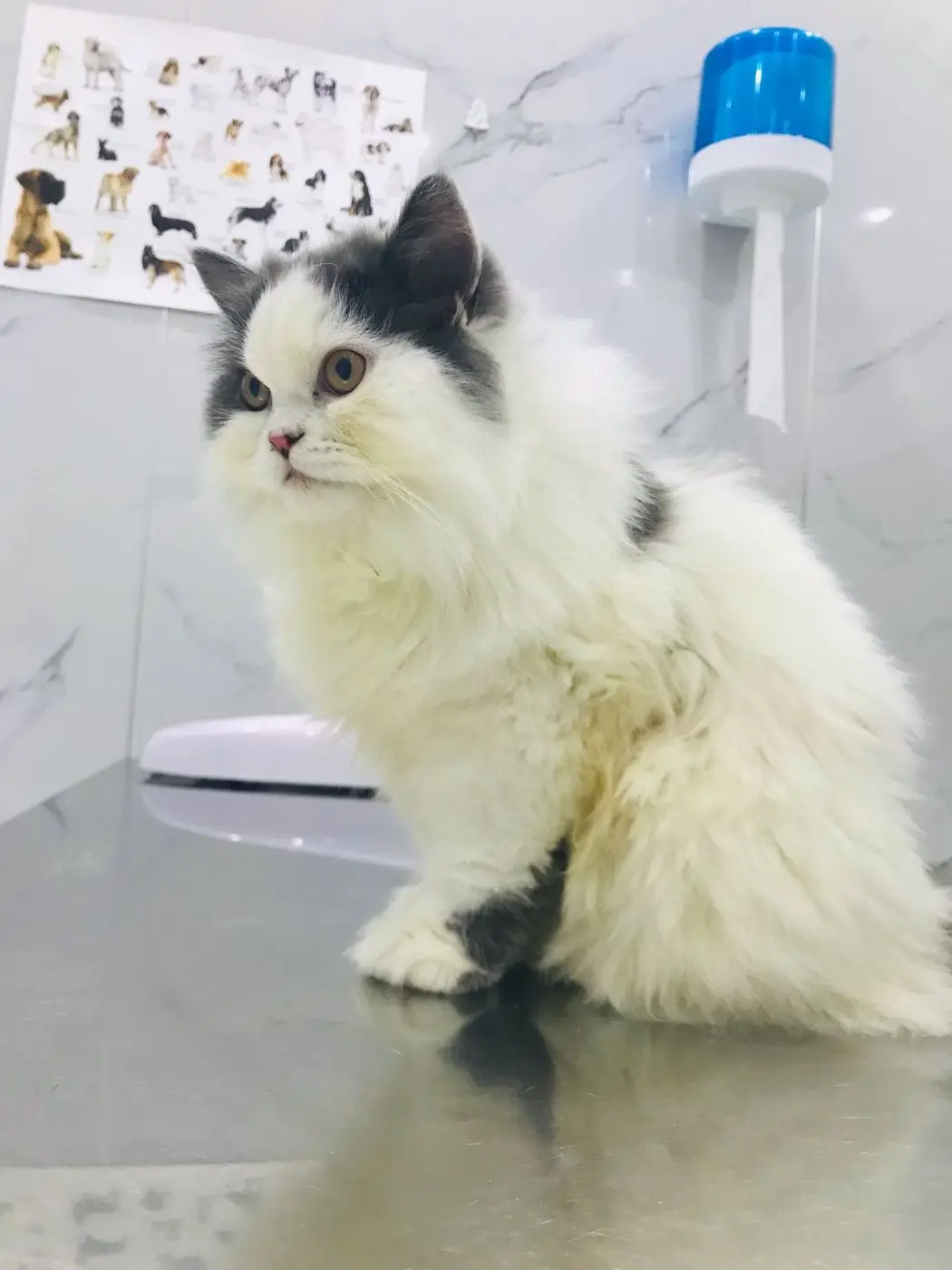 White and grey Persian cat sitting on steel table, breed poster behind