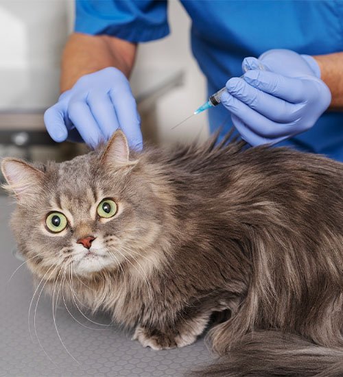 cat vaccination dubai