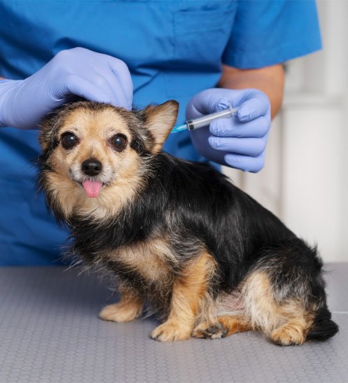 dog vaccination dubai