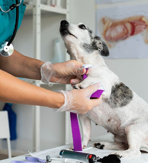 dog spay and neuter dubai