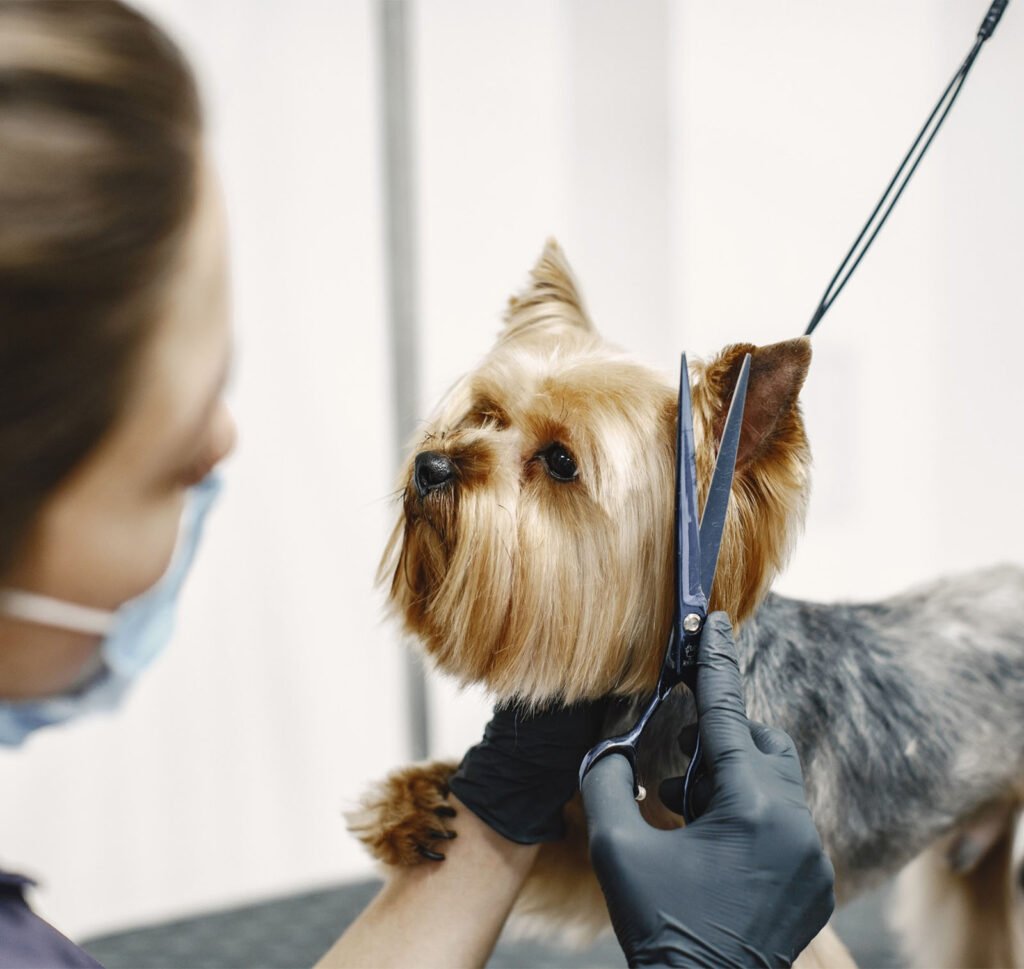 Pet Grooming