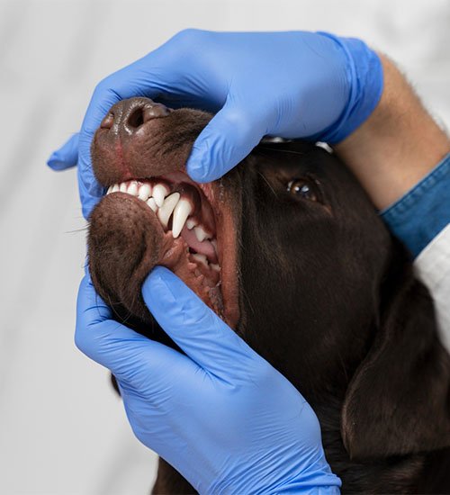 pet dental services dubai