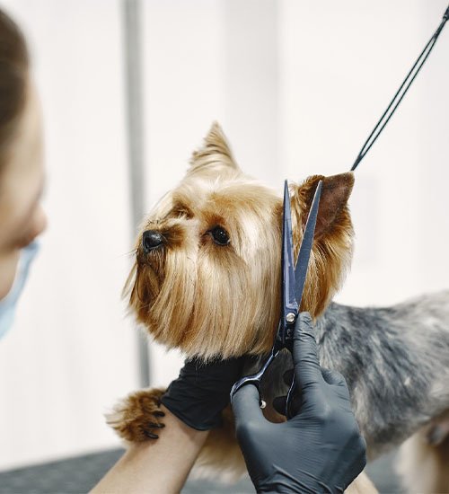 pet grooming services dubai