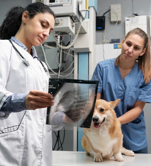 veterinary surgery dubai