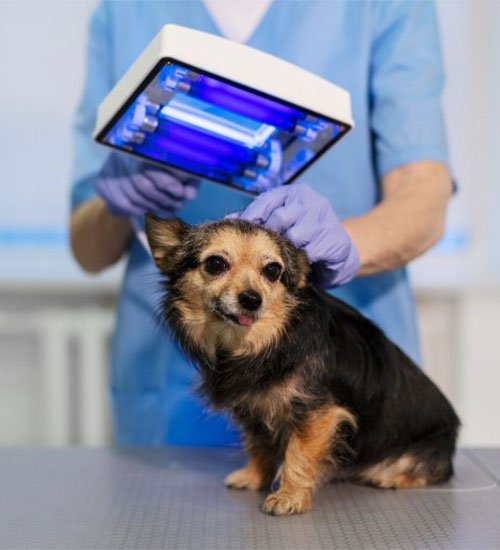 Pet X-ray Ultrasound​ Dubai