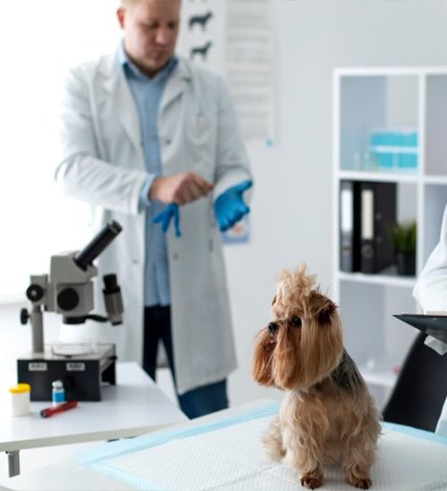 veterinary laboratory dubai